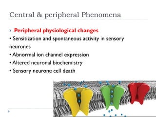 Central & peripheral Phenomena
 Peripheral physiological changes
• Sensitization and spontaneous activity in sensory
neurones
• Abnormal ion channel expression
• Altered neuronal biochemistry
• Sensory neurone cell death
 