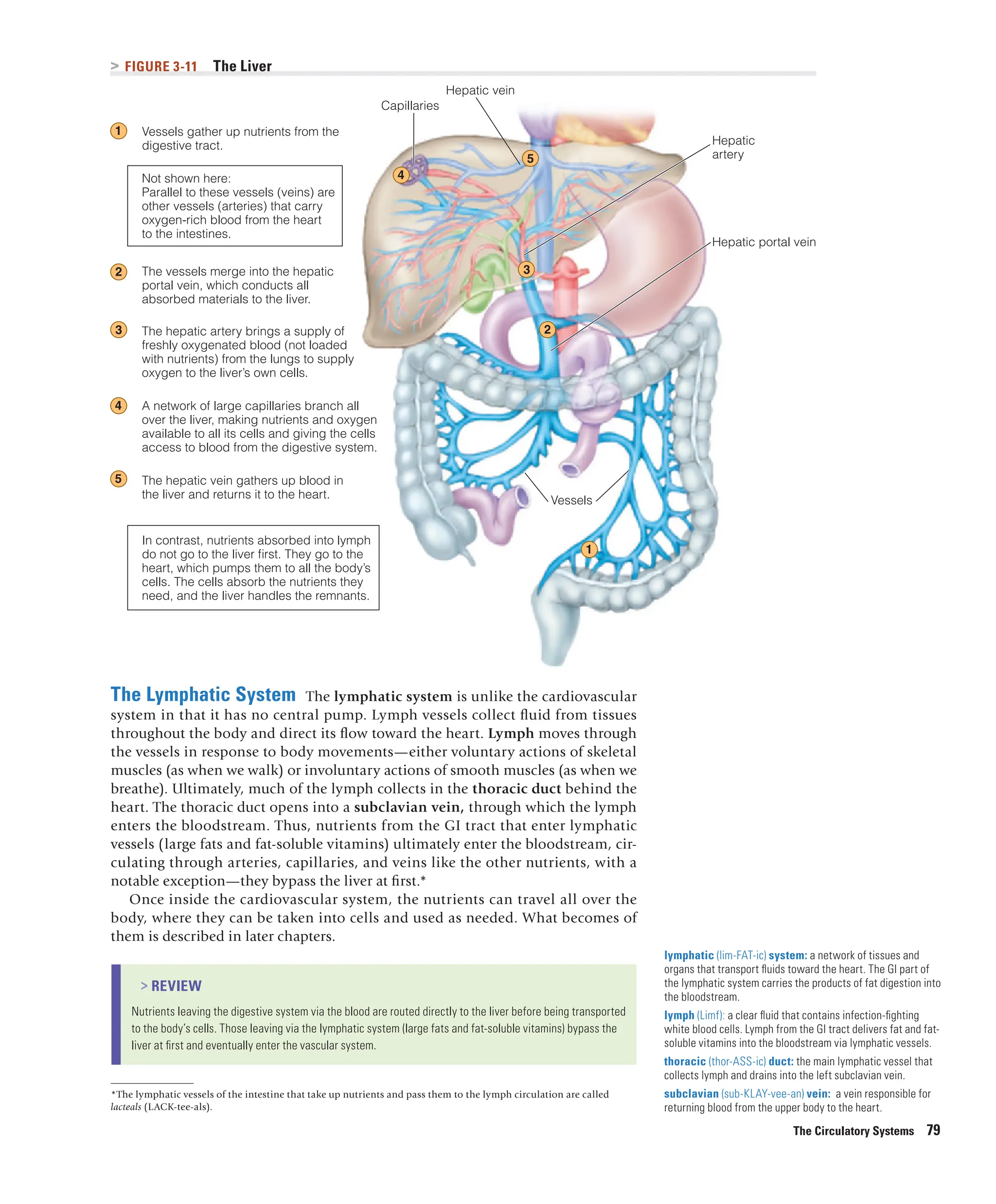 Limf Body Understanding Nutrition, 16th Edition pdf | PDF