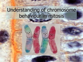 Understanding of chromosome
    behaviour in mitosis




                         ALBIO9700/2006JK
 