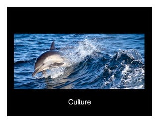 Culture 
 