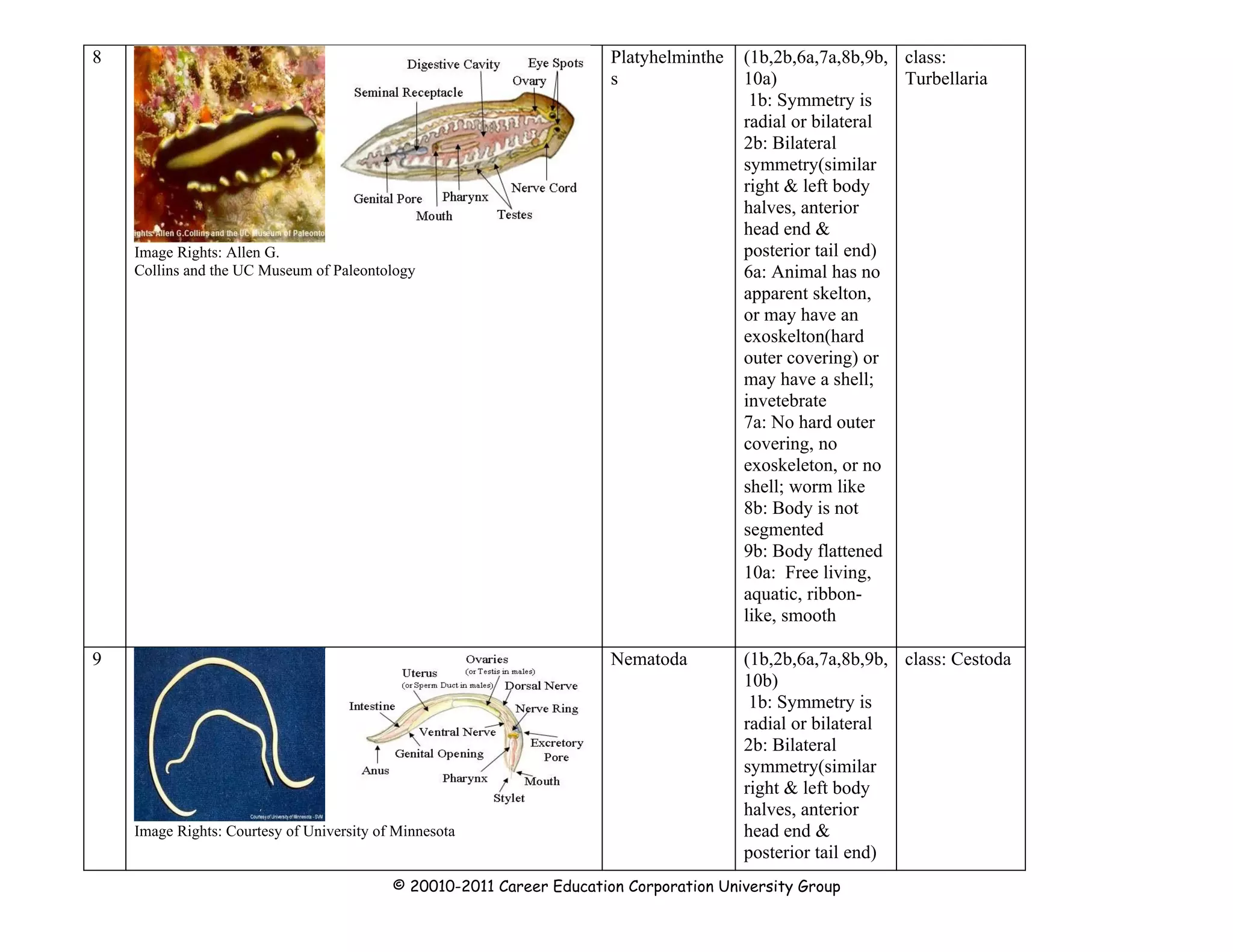 Understanding phyla dichotomous key steps and classification part 1 ...