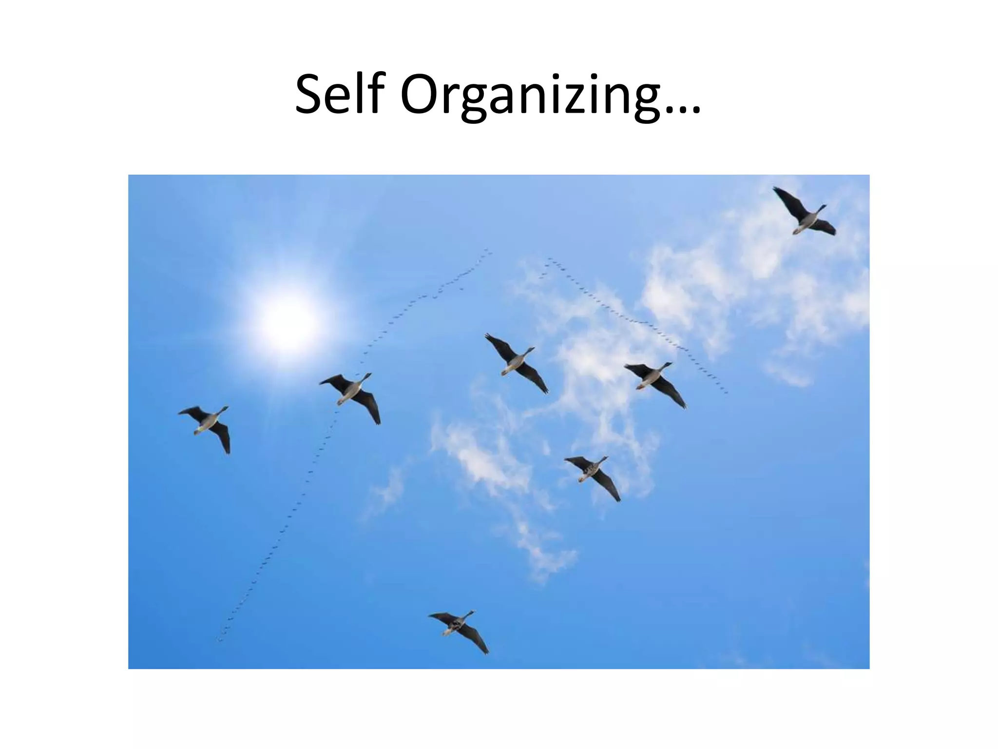 Self Organizing…
 