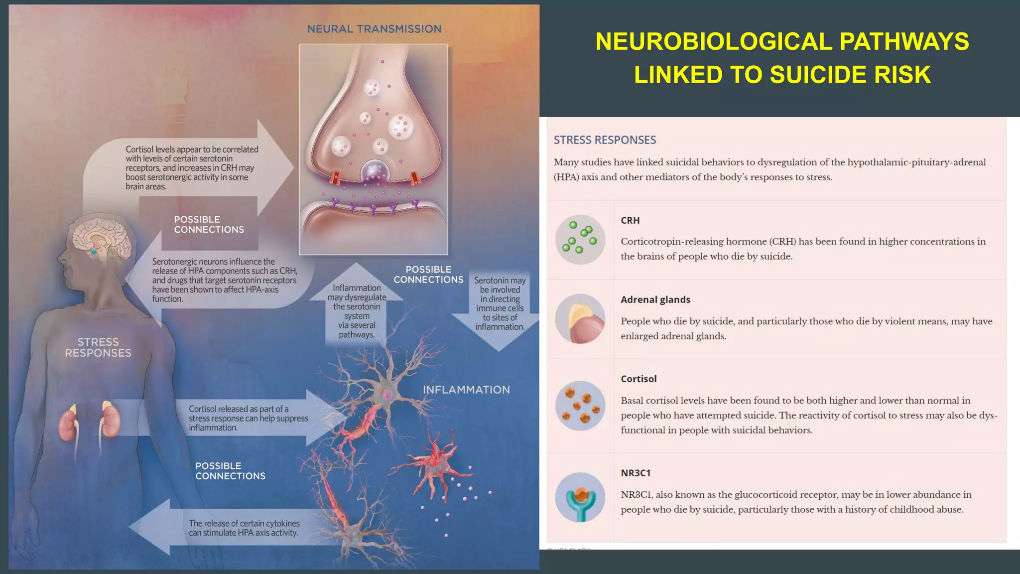 NEUROBIOLOGICAL PATHWAYS
LINKED TO SUICIDE RISK
 