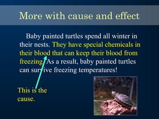 Baby painted turtles spend all winter in
their nests. They have special chemicals in
their blood that can keep their blood from
freezing. As a result, baby painted turtles
can survive freezing temperatures!
This is the
cause.
More with cause and effect
 