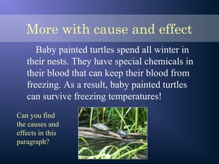 More with cause and effect
Baby painted turtles spend all winter in
their nests. They have special chemicals in
their blood that can keep their blood from
freezing. As a result, baby painted turtles
can survive freezing temperatures!
Can you find
the causes and
effects in this
paragraph?
 