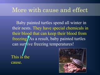 More with cause and effect
Baby painted turtles spend all winter in
their nests. They have special chemicals in
their blood that can keep their blood from
freezing. As a result, baby painted turtles
can survive freezing temperatures!
This is the
cause.
 