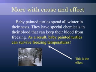 More with cause and effect
Baby painted turtles spend all winter in
their nests. They have special chemicals in
their blood that can keep their blood from
freezing. As a result, baby painted turtles
can survive freezing temperatures!
This is the
effect.
 