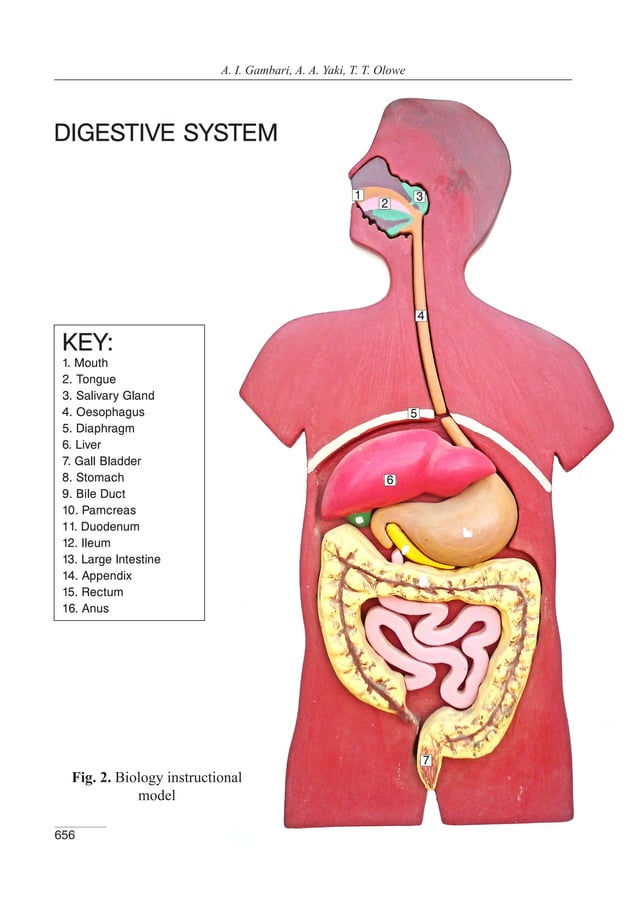 Understanding the concept of digestive system in biology using computer ...