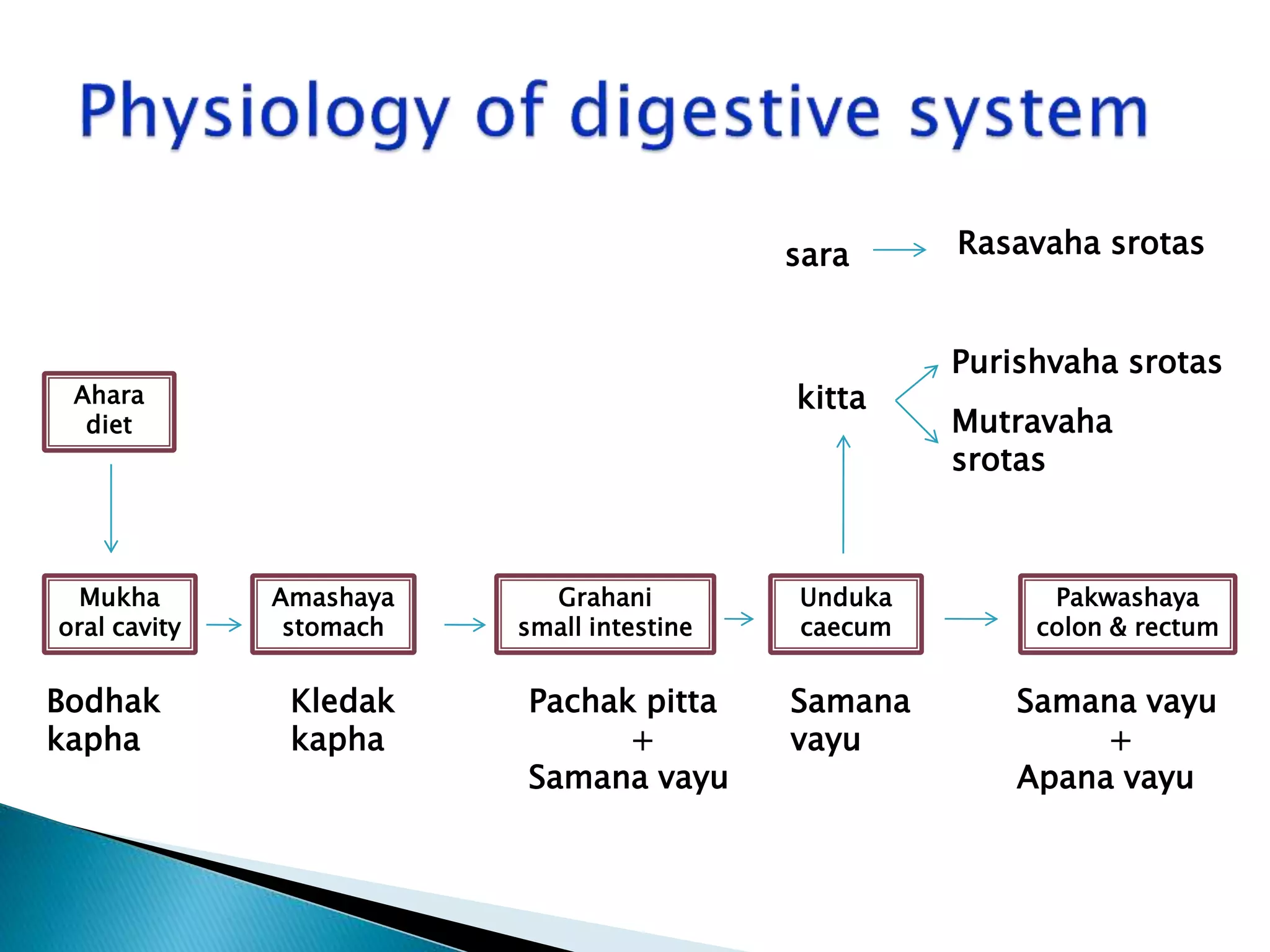 Ahara
diet
Mukha
oral cavity
Amashaya
stomach
Grahani
small intestine
Unduka
caecum
Pakwashaya
colon & rectum
Bodhak
kapha
Kledak
kapha
Pachak pitta
+
Samana vayu
Samana
vayu
Samana vayu
+
Apana vayu
sara
kitta
Rasavaha srotas
Purishvaha srotas
Mutravaha
srotas
 