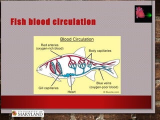Fish blood circulation
 