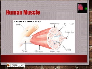 Human Muscle
 