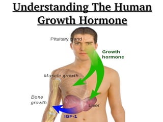 Understanding The Human 
Growth Hormone

 