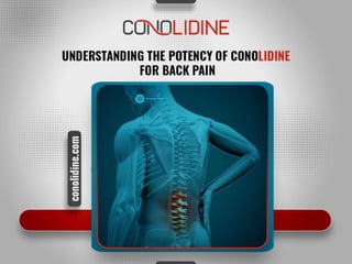 Understanding the Potency of Conolidine for Back Pain.