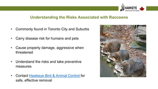 Understanding the Risks Associated with Raccoons.pptx