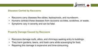 Understanding the Risks Associated with Raccoons.pptx