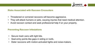 Understanding the Risks Associated with Raccoons.pptx