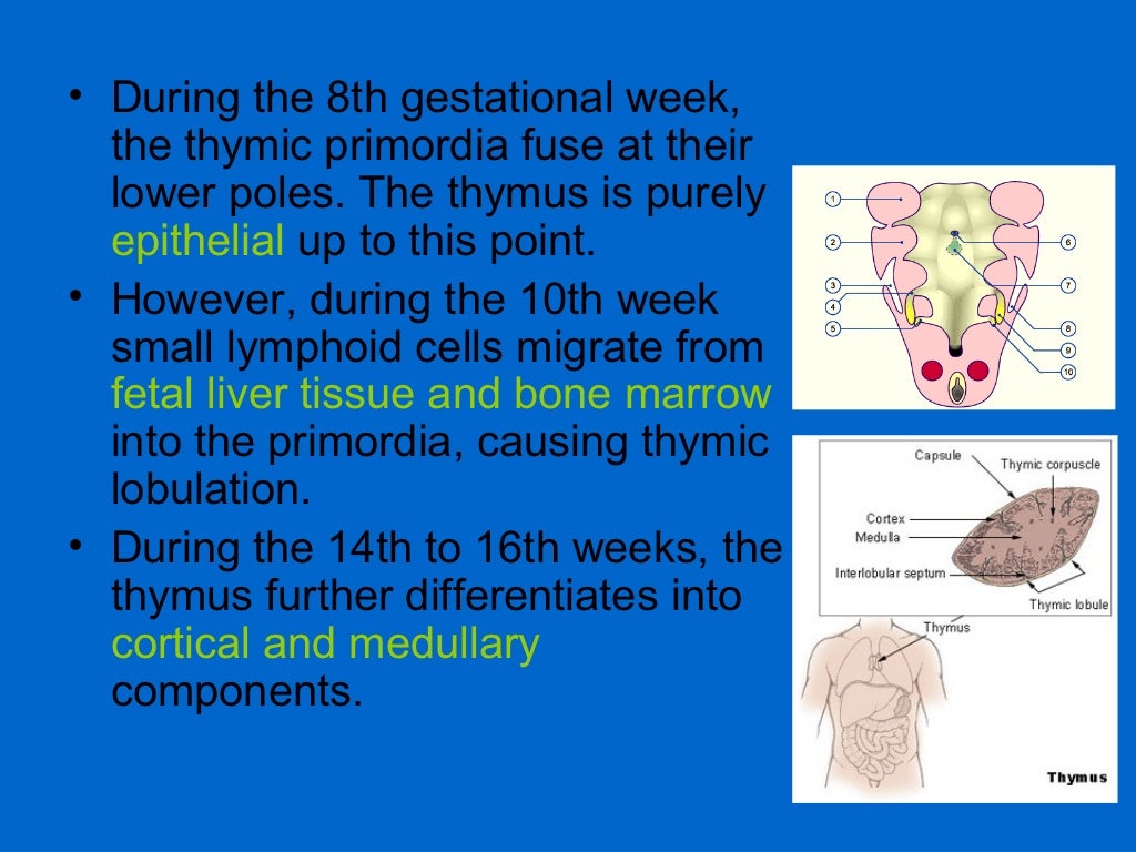 Understanding the thymus