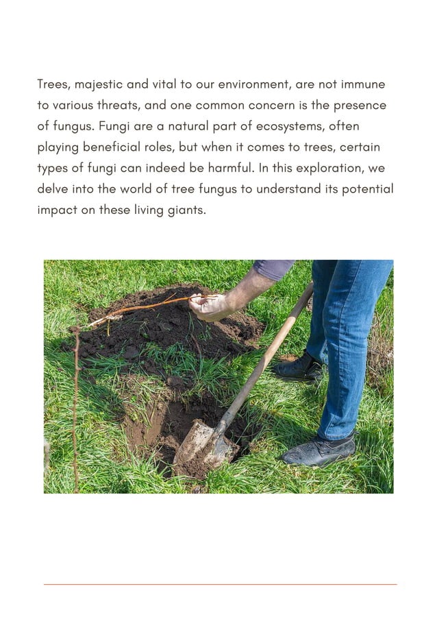 Understanding Tree Fungus Friend Or Foe pdf understanding-tree-fungus-friend-or-foe-pdf