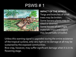 PSWS # 1
Unless this warning signal is upgraded during the entire existence
of the tropical cyclone, only very light or no damage at all may be
sustained by the exposed communities.
Rice crop, however, may suffer significant damage when it is in its
flowering stage.
IMPACT OFTHE WINDS:
Twigs and branches of small
trees may be broken.
Some banana plants may be
tilted or downed.
Some houses of very light
materials (nipa and cogon)
may be partially unroofed.
 