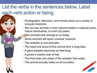 List the verbs in the sentences below. Label
each verb action or being.
• Photographs, television, and movies show us a variety of
unusual creatures.
• We can see animals in their natural habitat in national parks,
nature sanctuaries, or even city parks.
• Few animals look strange to us today.
• Some animals still seem unusual, however.
• The anteater is one example.
• The head and snout of this animal form a long tube.
• A giant anteater becomes six feet long.
• It grows a coarse coat of hair.
• The front toes and claws of the anteater fold under.
• The animal actually walks on its knuckles.
 