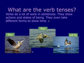 What are the verb tenses?
Verbs do a lot of work in sentences. They show
actions and states of being. They even take
different forms to show time.
flies
flew will fly
 