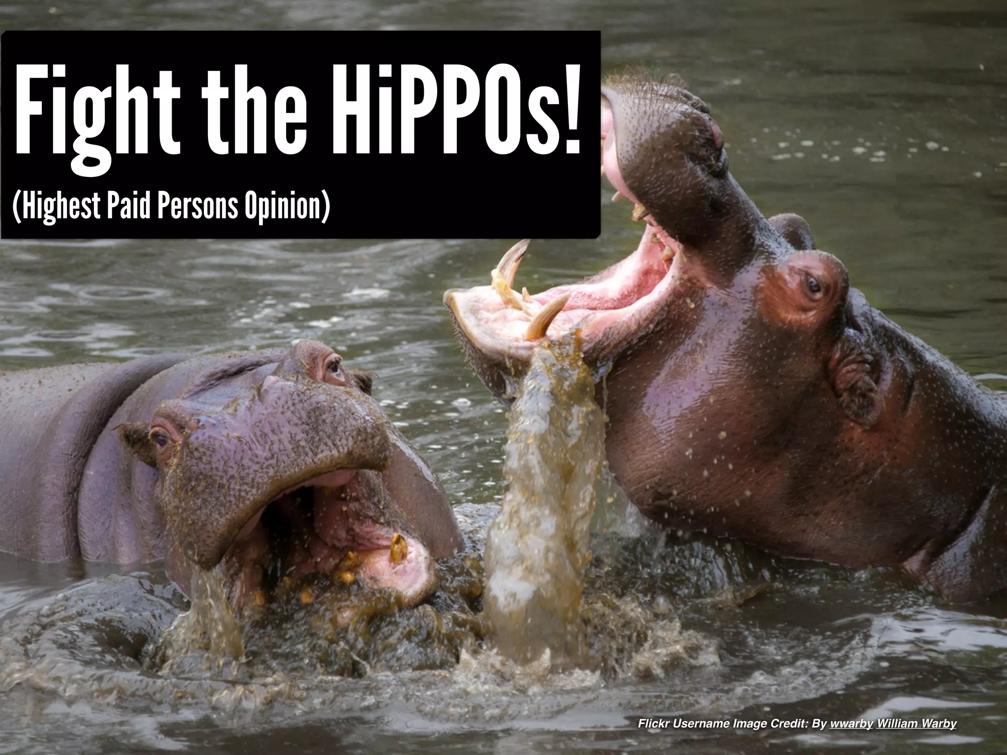 Fight the HiPPOs!
(Highest Paid Persons Opinion)




                                 Flickr Username Image Credit: By wwarby William Warby
 