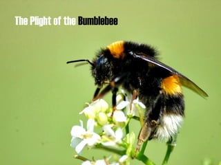 The Plight of the Bumblebee
 