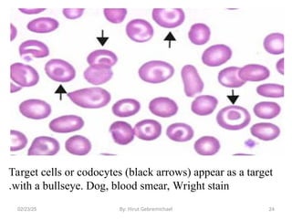 Understand RBCs morphology and inclusion bodies.ppt
