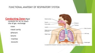 PDF) Shwasa–Prashwasa Prakriya(The process of Respiration)in