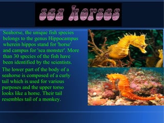 Seahorse, the unique fish species
 belongs to the genus Hippocampus
 wherein hippos stand for 'horse'
 and campus for 'sea monster'. More
 than 30 species of the fish have
 been identified by the scientists.
The lower part of the body of a
seahorse is composed of a curly
tail which is used for various
purposes and the upper torso
looks like a horse. Their tail
resembles tail of a monkey.
 