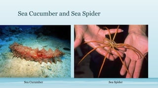 Sea Cucumber and Sea Spider

Sea Cucumber

Sea Spider

 