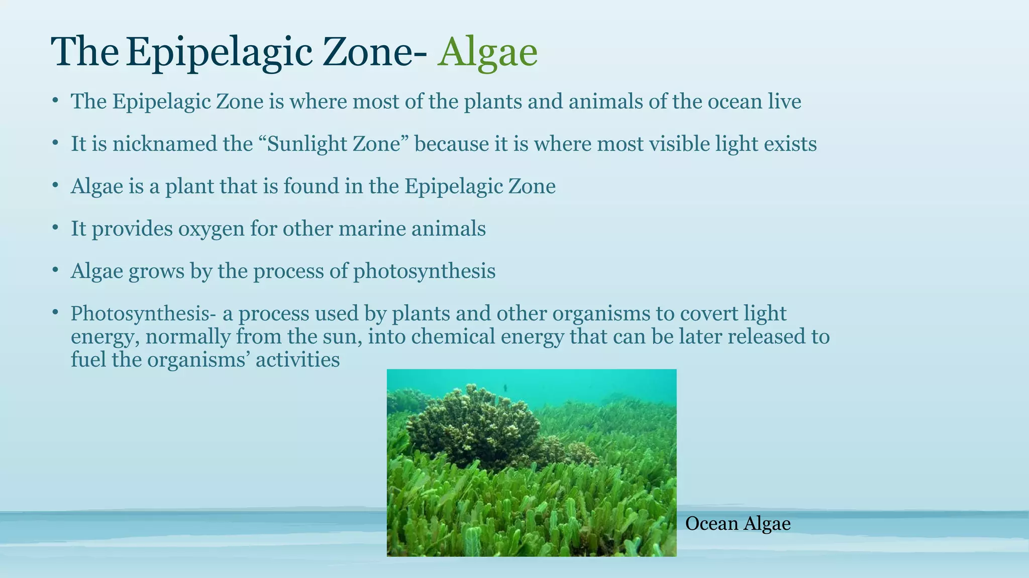 Genius Hour: Under the sea | PPT
