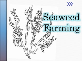 Seaweed
Farming
 
