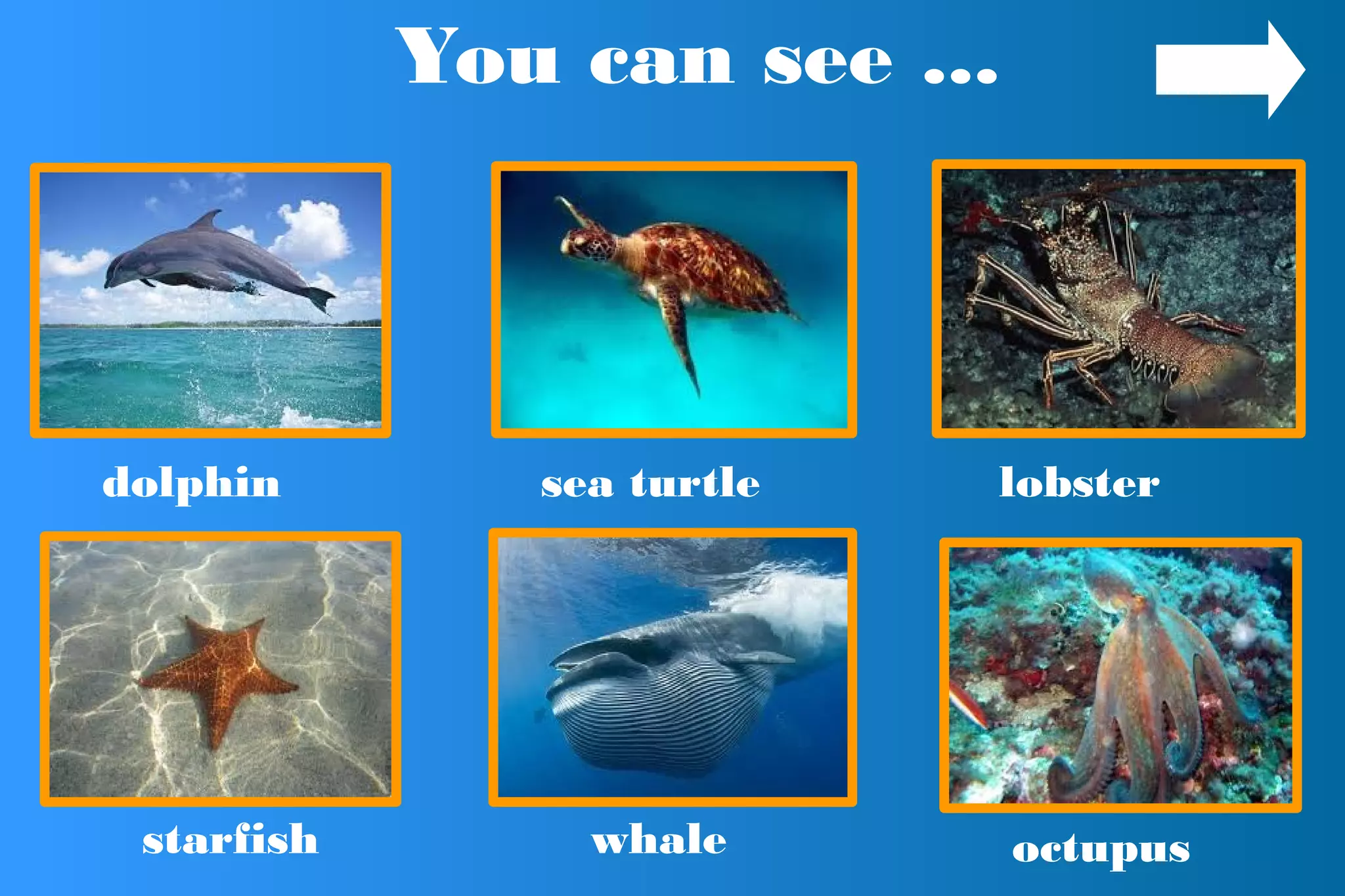 You can see ...
dolphin lobster
octupusstarfish
sea turtle
whale