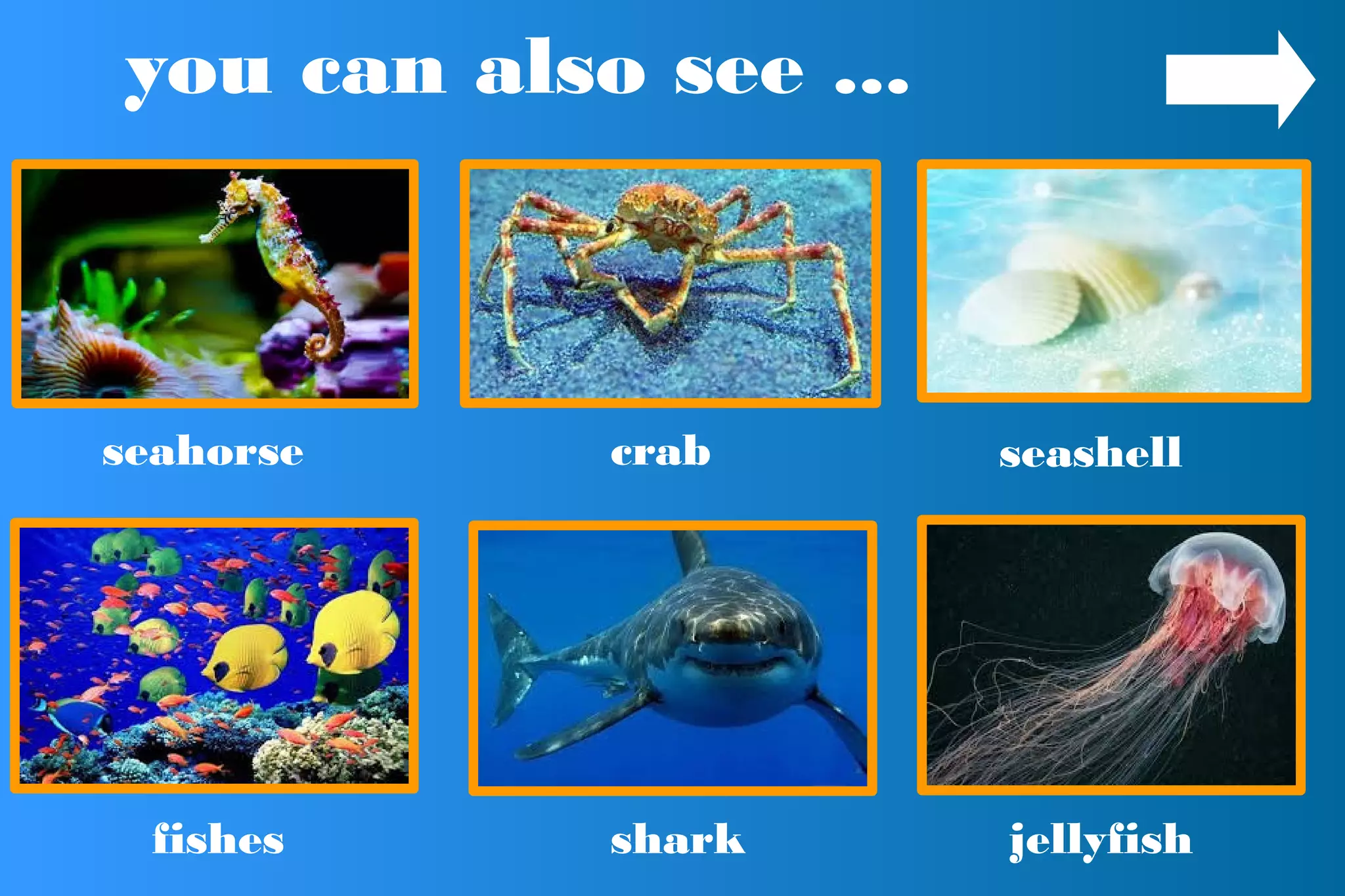 you can also see ...
seahorse crab seashell
fishes shark jellyfish