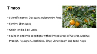 Timroo Tree UNDERUTILIZED FRUIT CROPS & ITS MEDICINAL PROPERTIES .pptx
