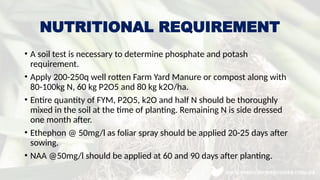 Fym Well Rotted Underutilized Vegetable Crops production Technology of Leek .pptx