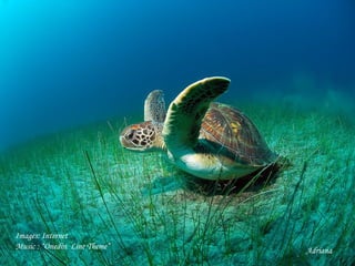 Images: Internet
Music : “Onedin Line Theme” Adriana