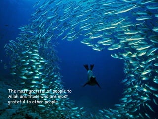 The most grateful of people to Allah are those who are most grateful to other people. 