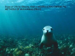 Enjoy ur Life by Obeying Allah's ORDERS & FOLLOWING The METHODS OF MUHAMMAD {PBUH}  