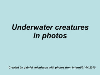 Underwater creatures in photos Created by gabriel voiculescu with photos from Internt/01.04.2010 