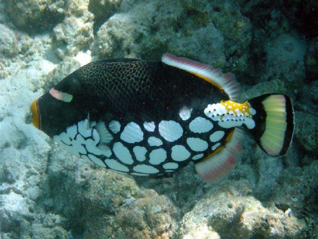 Underwater Creatures In Photos