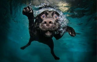 Underwater dogs por Seth Casteel