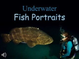 Underwater fish portraits. (v.m.)
