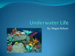 Underwater Life By: Megan Boham 