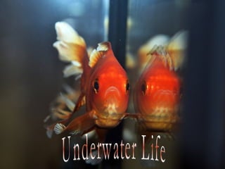 Underwater Life 