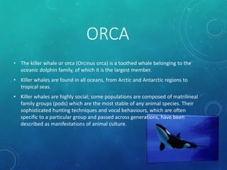 ORCA
• The killer whale or orca (Orcinus orca) is a toothed whale belonging to the
oceanic dolphin family, of which it is the largest member.
• Killer whales are found in all oceans, from Arctic and Antarctic regions to
tropical seas.
• Killer whales are highly social; some populations are composed of matrilineal
family groups (pods) which are the most stable of any animal species. Their
sophisticated hunting techniques and vocal behaviours, which are often
specific to a particular group and passed across generations, have been
described as manifestations of animal culture.
 