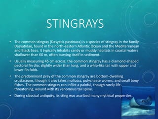 STINGRAYS
• The common stingray (Dasyatis pastinaca) is a species of stingray in the family
Dasyatidae, found in the north-eastern Atlantic Ocean and the Mediterranean
and Black Seas. It typically inhabits sandy or muddy habitats in coastal waters
shallower than 60 m, often burying itself in sediment.
• Usually measuring 45 cm across, the common stingray has a diamond-shaped
pectoral fin disc slightly wider than long, and a whip-like tail with upper and
lower fin folds.
• The predominant prey of the common stingray are bottom-dwelling
crustaceans, though it also takes molluscs, polychaete worms, and small bony
fishes. The common stingray can inflict a painful, though rarely life-
threatening, wound with its venomous tail spine.
• During classical antiquity, its sting was ascribed many mythical properties.
 