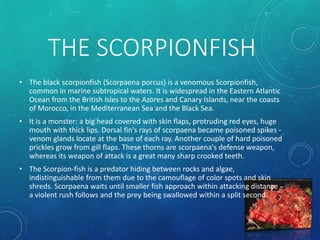 THE SCORPIONFISH
• The black scorpionfish (Scorpaena porcus) is a venomous Scorpionfish,
common in marine subtropical waters. It is widespread in the Eastern Atlantic
Ocean from the British Isles to the Azores and Canary Islands, near the coasts
of Morocco, in the Mediterranean Sea and the Black Sea.
• It is a monster: a big head covered with skin flaps, protruding red eyes, huge
mouth with thick lips. Dorsal fin's rays of scorpaena became poisoned spikes -
venom glands locate at the base of each ray. Another couple of hard poisoned
prickles grow from gill flaps. These thorns are scorpaena's defense weapon,
whereas its weapon of attack is a great many sharp crooked teeth.
• The Scorpion-fish is a predator hiding between rocks and algae,
indistinguishable from them due to the camouflage of color spots and skin
shreds. Scorpaena waits until smaller fish approach within attacking distance -
a violent rush follows and the prey being swallowed within a split second.
 