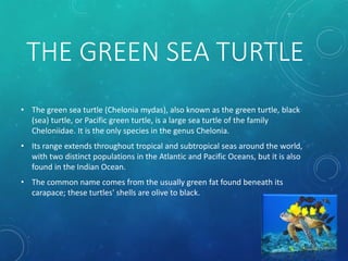 THE GREEN SEA TURTLE
• The green sea turtle (Chelonia mydas), also known as the green turtle, black
(sea) turtle, or Pacific green turtle, is a large sea turtle of the family
Cheloniidae. It is the only species in the genus Chelonia.
• Its range extends throughout tropical and subtropical seas around the world,
with two distinct populations in the Atlantic and Pacific Oceans, but it is also
found in the Indian Ocean.
• The common name comes from the usually green fat found beneath its
carapace; these turtles' shells are olive to black.
 